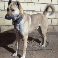 ژرمن 5ماه وسگ یکساله صددرصد نگهبان