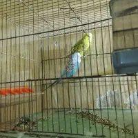 مرغ عشق انگلیسی