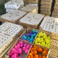 جوجه رنگ و اردک