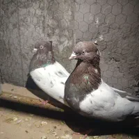 کفتر
