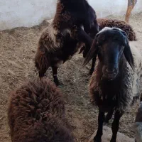 بره قوچی فریمان