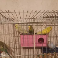 مرغ عشق|پرنده|دهدشت, |دیوار