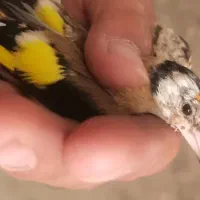 جوجه نر سهره|پرنده|نقده, |دیوار