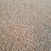 گندم|خدمات باغبانی و درختکاری|شادگان, |دیوار