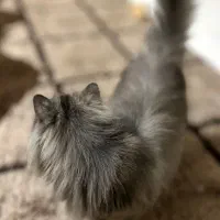 گربه ماده پرشین تربیت شده|گربه|گرگان, |دیوار