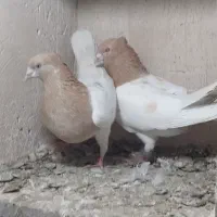 نرو ماده کله زرد کاکل میخ عروسک به شرط