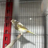 قناری اماده|پرنده|شهریار, شهرک وائین|دیوار