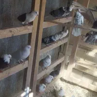 کبوتر پرشی زات و ساعت