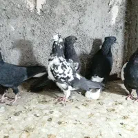 ساعت طرح کفتر