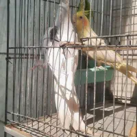 فروش فوری جفت طوطی هلندی