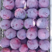 ارسال بهترین نهال گردو از غرب ایران