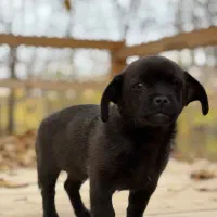 توله سگ نژاد پیکینیز|سگ|کرمانشاه, |دیوار