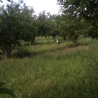اکیب مجرب جهت کار در باغات