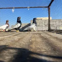 ۱۴یا۱۵عدد همه پرنده پازدنی همه نر