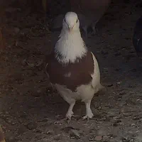 نروماده طوقی|پرنده|ساوه, |دیوار