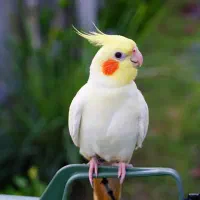 عروس هلندی فروشی زرد بالغ و جوجه