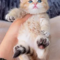 گربه بریتیش گلد