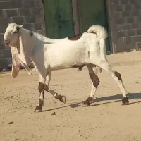 کهره نر گلابی. بز