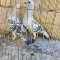 شامی پولکی|حیوانات|سبزوار, اسلام آباد|دیوار