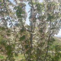 توضیحات روبخون