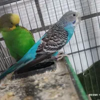 مرغ عشق جفت|پرنده|محلات, |دیوار