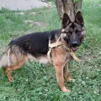 ژرمن ۱۵ ماهه