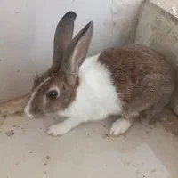 خرگوش نر 8 ماه معاوضه هم میکنم