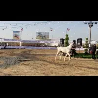 اسب عرب مصری|اسب و تجهیزات اسبسواری|اراک, |دیوار