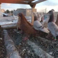 اوقون ترک زرد کرمونی وسرخ و زرده کرمونی|پرنده|تربتحیدریه, ۴۵ متری|دیوار