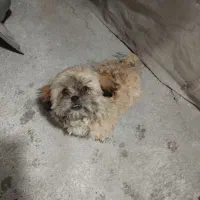 سگ شیتزو|سگ|باغستان, |دیوار