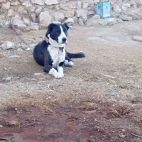 سگ نر یک ساله