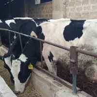 گاو شیری صنعتی شناسه دار شکم اول ۳۵تا شیر|حیوانات مزرعه|اصفهان, محمودآباد|دیوار