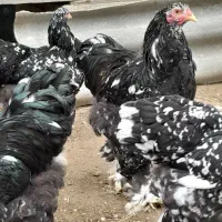 فروش دوعددخروس برهمابلک متلد|حیوانات مزرعه|گمیشان, |دیوار