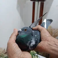 پلاکی چاپی طوقی وسرخ