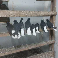 کبوتر دم سفید