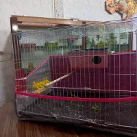 ۲عدد مرغ عشق نر و ماده با قفس|پرنده|چالدران, |دیوار