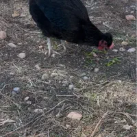 مرغ آراکانا بی دم|حیوانات مزرعه|شیراز, گویم|دیوار