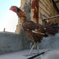 مرغ لاری عیار بالا