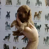 پامر، شی واوا، فرنچ بولداگ و پودل|سگ|اصفهان, همتآباد|دیوار