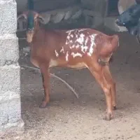 بز دوکهری|حیوانات مزرعه|بندرلنگه, |دیوار