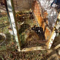 فروش تعدادی غاز وبوقلمون ،خرگوش لپوغیره|حیوانات مزرعه|سبزوار, ابوریحان|دیوار