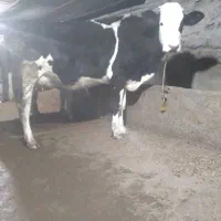 گاو سیمینتال شکم اول با گوساله سیمینتال