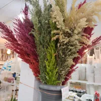 گل خشک پامپاس شفلرا پتوس دیفن آگلونما زاموفیلیا|گل و گیاه طبیعی|قم, ولیعصر|دیوار