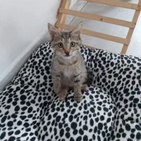 گربه|گربه|رشت, دیلمان|دیوار