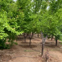باغ به متراژ ۲۲۰۰ دور دیوار|فروش خانه و ویلا|شیراز, باغشهر قصر سبز|دیوار