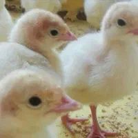 فروش جوجه بوقلمون