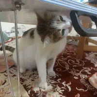 واگذار گربه