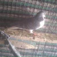 کبوتر شهری کوهی سیاه