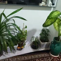 گل طبیعی|گل و گیاه طبیعی|کرمانشاه, |دیوار