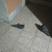 فروش شش تا کبوتر|پرنده|بیرجند, |دیوار